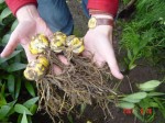 [DSC09579 Conca d'Or 2yr - bulbs.jpg]